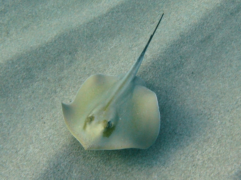 Dasyatis pastinaca (Linnaeus, 1758)